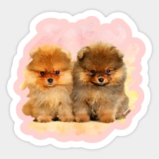 Cute Pomeranian German Spitz  Puppies Sticker